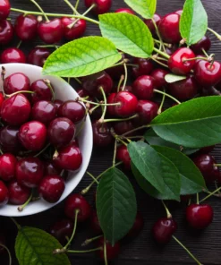 CHERRY PUREE