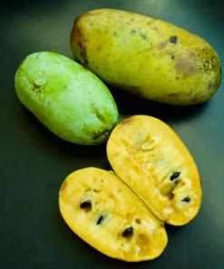Freeze Dried PAWPAW powder
