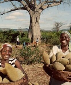 BAOBAB powder
