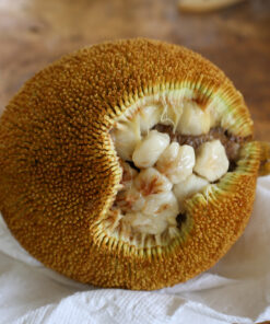 BREADFRUIT SEEDS