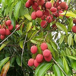 LYCHEE CHOCOLATES