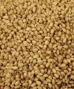 BREADNUT SEED
