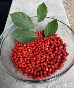APPALACIAN ALLSPICE SPICEBUSHBERRY