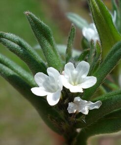 AHIFLOWER OIL